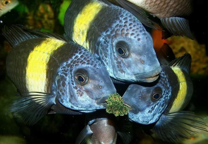 Tropheus duboisi 'Maswa'